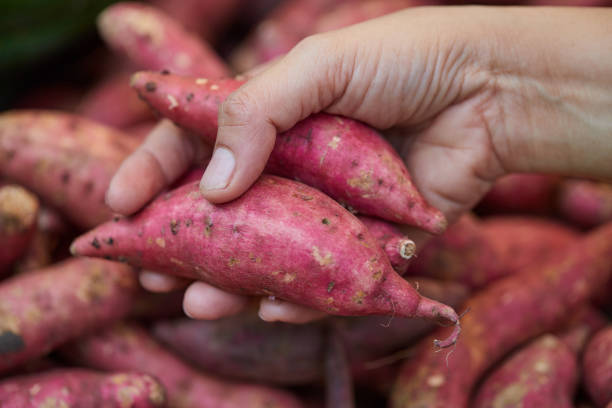 市場で新鮮なサツマイモを持つ手 - root vegetable raw potato human skin root ストックフォトと画像