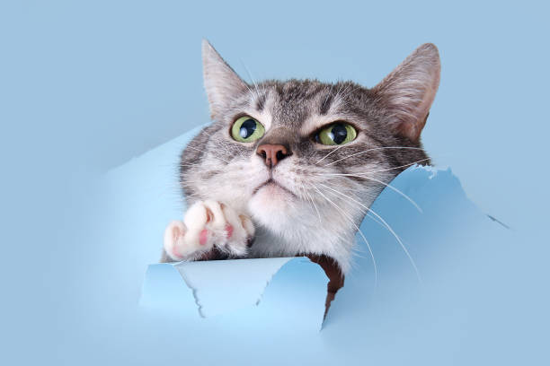A gray cat crawled through a hole on a blue background. Paper background torn by a pet, copy space