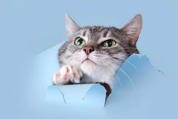 Photo of A gray cat crawled through a hole on a blue background. Paper background torn by a pet, copy space