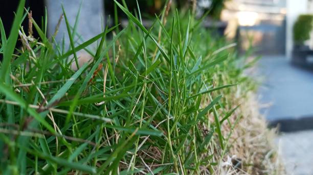 istock Selective focus of the grass on the sidewalk 1469316476