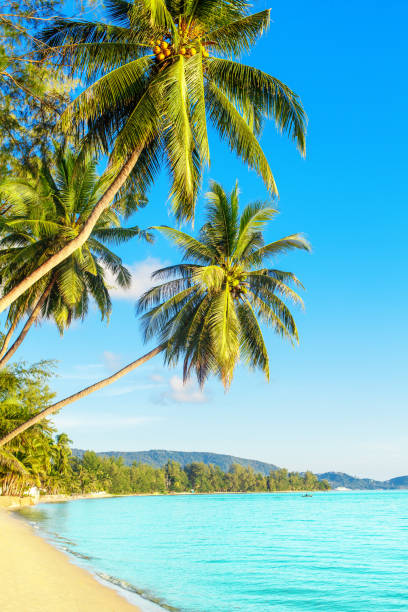 красивый тропический остров морской пляжный пейзаж, бирюзовая океанская вода, желтый песок, солнце голубое небо, белое облако, зеленые лист - thailand surat thani province ko samui coconut palm tree стоковые фото и изображения