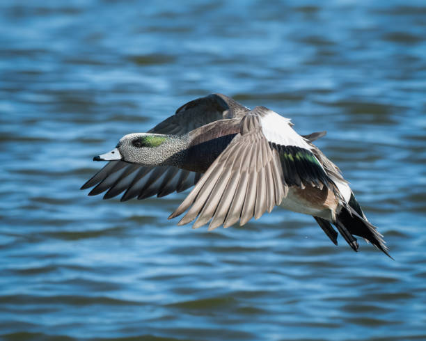 istock American Wigeon 1469318216