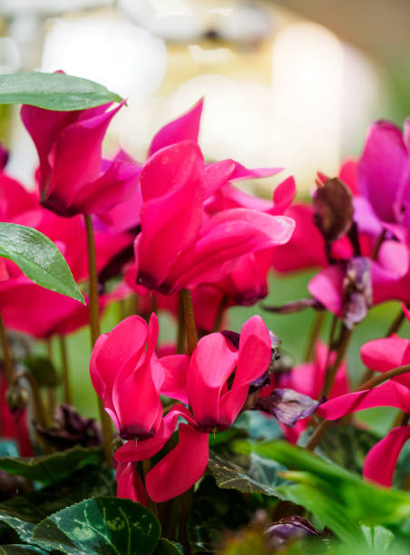 istock Tropical Flower Close-up 1469320271
