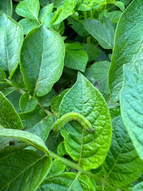 Bollworm eating potato leaf stock photo