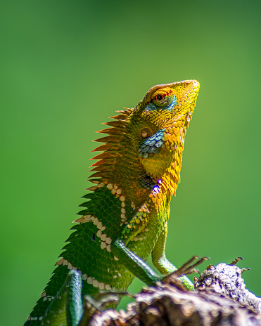 Common Green forest lizard chilling in the wooden pole, it has gradient of saturated vivid colorful skin and orange head on a green background