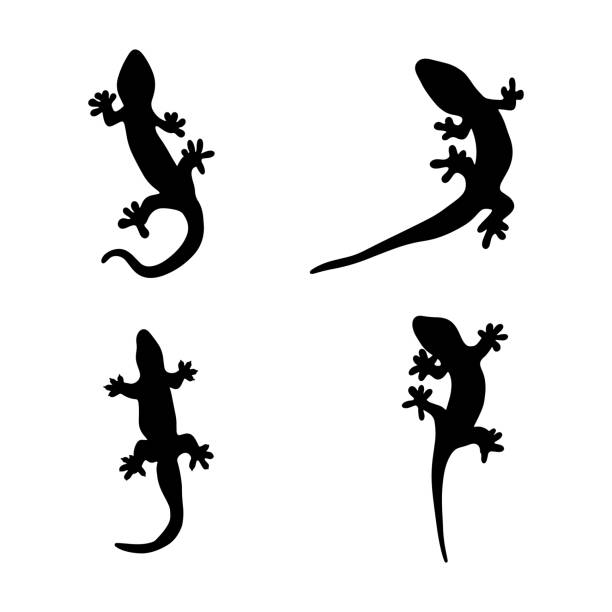 illustrations, cliparts, dessins animés et icônes de modèle d’icône vectorielle et de symboles de lézard. - salamandre
