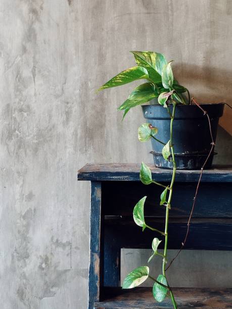istock A beautiful indoor plant 1469330418