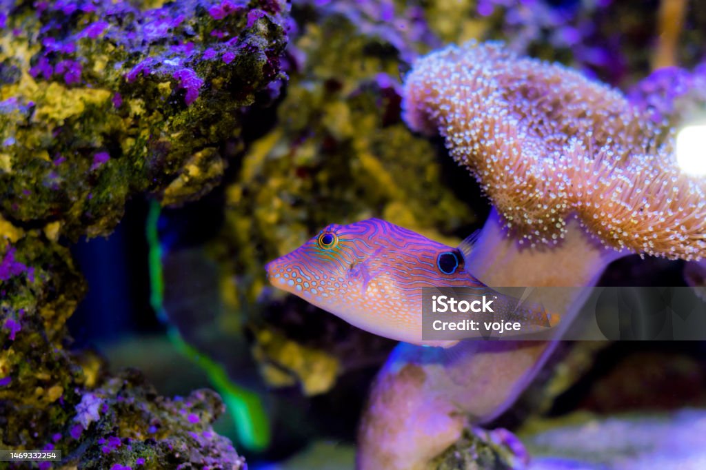 Compressed Fish Image Fingerprint Compressed Toby Puffer Fish Canthigaster Compressa Stock ...