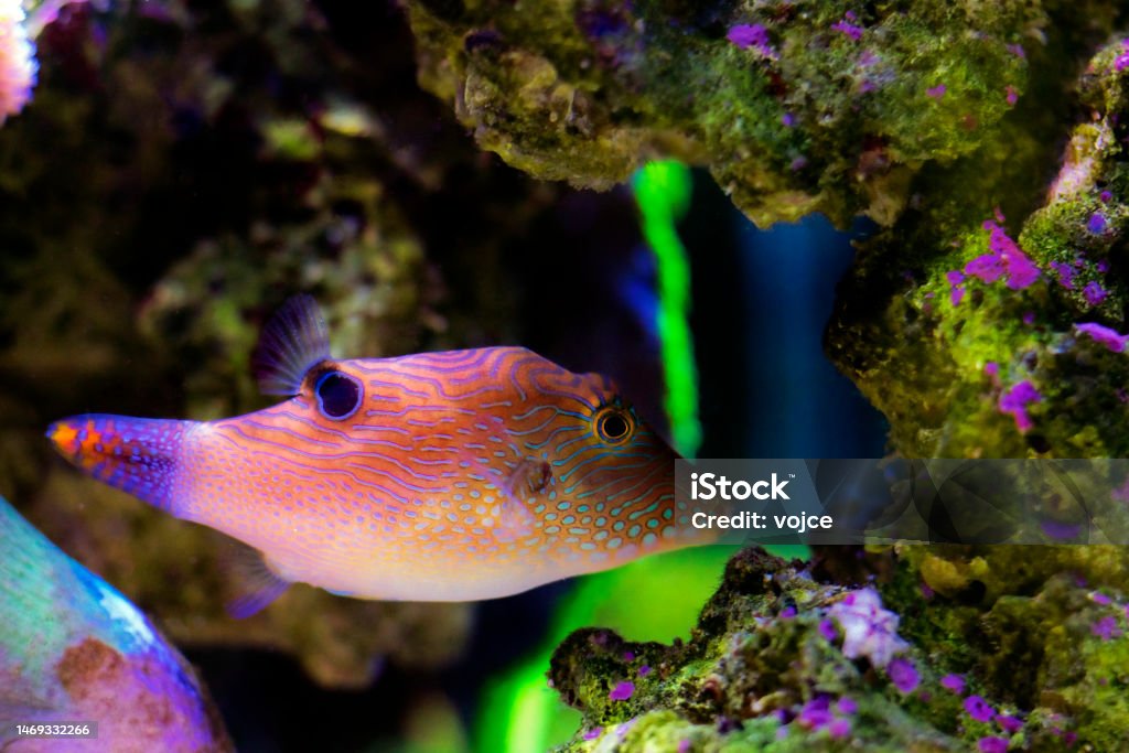 Compressed Fish Image Fingerprint Compressed Toby Puffer Fish Canthigaster Compressa Stock ...