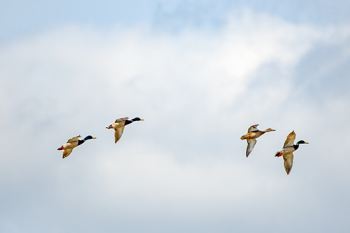 Mallard ducks (male and female) in close flight over Montana in western USA of North America