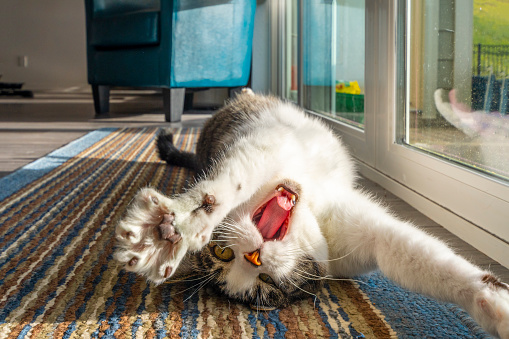 A tabby cat on a rug stretches and yawns while laying on his back in front of a picture window letting sun in the room.