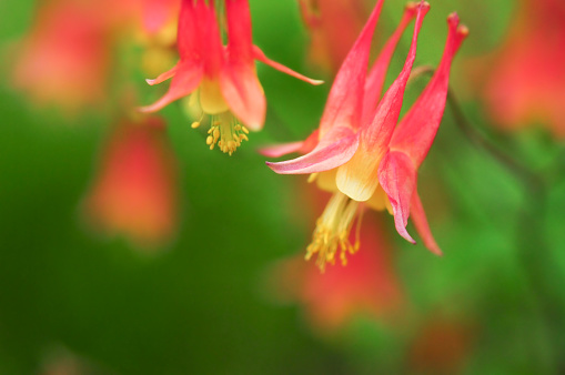 Wild columbine on a country roadside in New England