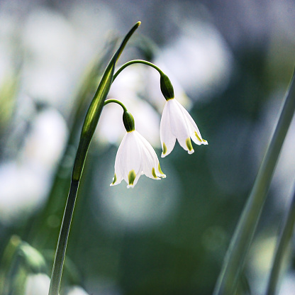 Spring Snowdrop Flowers with Water Drops in Spring Forest on Blue Background of  Sun and Blurred Bokeh Lights. Copy Space for your text