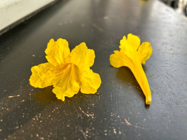 beautiful yellow flowers in summer