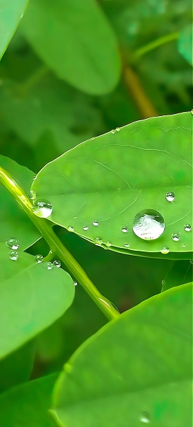Beautiful leaves in rainy season with raindrops. Closeup