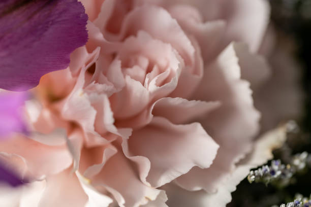 defokussiertes rosa nelkenblütenmakro - prachtnelke stock-fotos und bilder