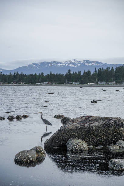 istock Rocks on the Beach in Campbell River, Vancouver Island, BC, Canada 1469345953
