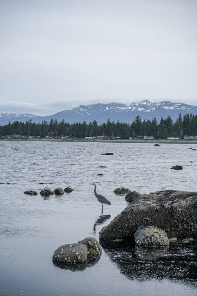 istock Rocks on the Beach in Campbell River, Vancouver Island, BC, Canada 1469346599