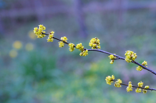 blooming hamamelis