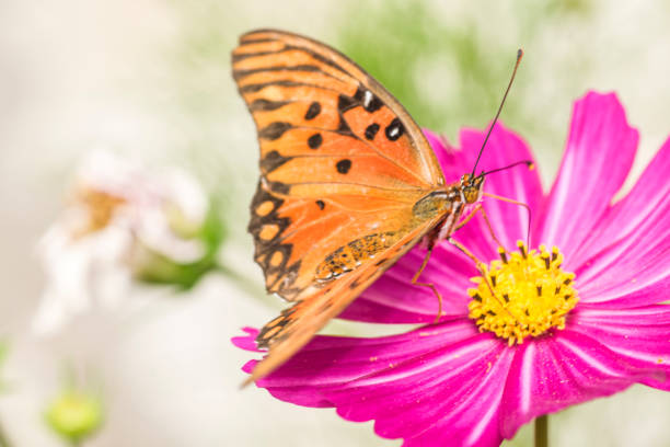 Vanesa Carye butterfly perched on a violet flower