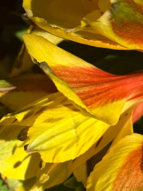 istock yellow  flower in the sun 1469353448