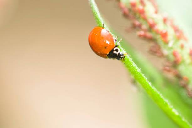 istock ladybug perchd on a green leaf , in the garden 1469354109