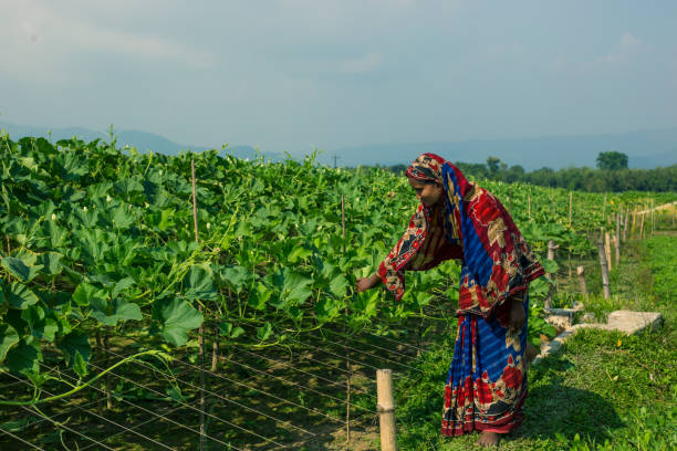 woman empowerment through agriculture improves livelihood. a young woman is self-independent through framing, bottle gourd cultivation in her lands. - planting growth plant gourd imagens e fotografias de stock