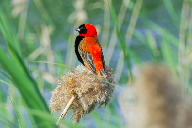 The red-headed weaver Anaplectes rubriceps is a species of bird in the Ploceidae family. Ol Pejeta Conservancy,  Laikipia County, Kenya. Building a nest.
