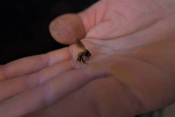 istock The bee lies dead on the palm. 1469359040