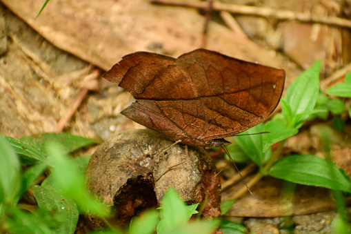 Dead leaf butterfly ( kallima inachus) is drinking the juice of  the fallen fruit on the ground by closing its wings. Insect sitting in  nature tropical forest habitat