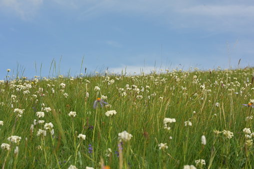 Wildflowers and blue sky on the prairie