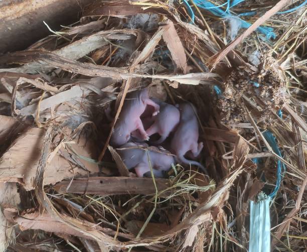 Baby mice take over the duck's nest