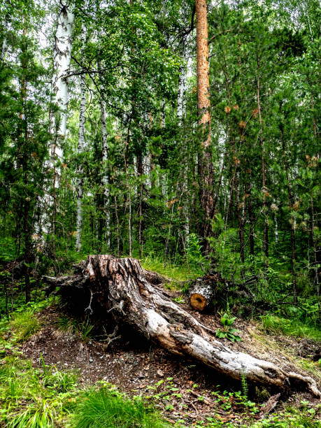 istock old picturesque stump in a mixed forest 1469367398