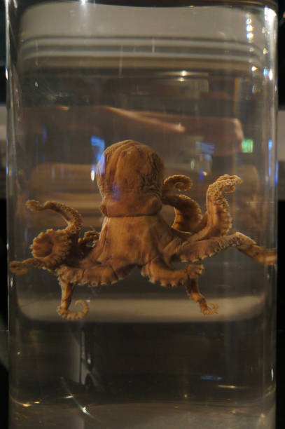 istock Specimens of Blue-lined octopus in jars 1469371325