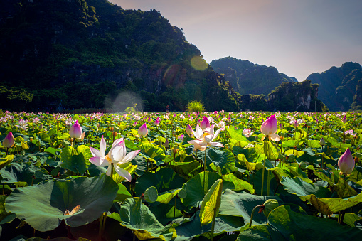 Mua Cave is a popular tourist destination in Ninh Binh province. The lotus pond at the foot of the mountain is also one of the most beautiful attractions in summer. My tour guide pointed out that lotus wasn't very fresh but it is still breathtakingly beautiful.