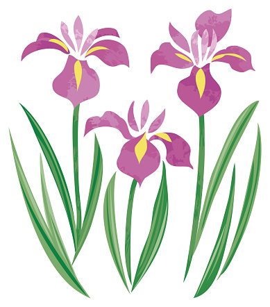 May Children's Day iris illustration / vector illustration