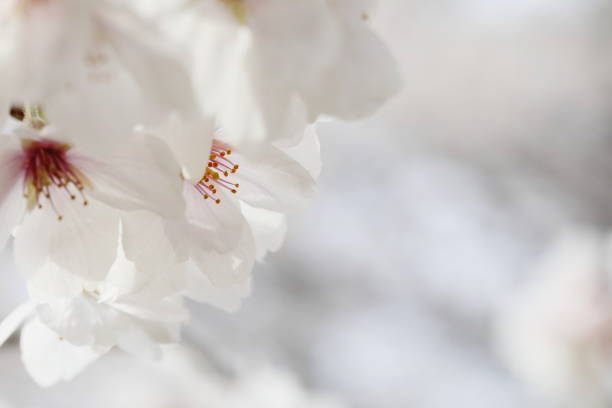 istock Cherry blossoms in full bloom in spring in Japan 1469373235