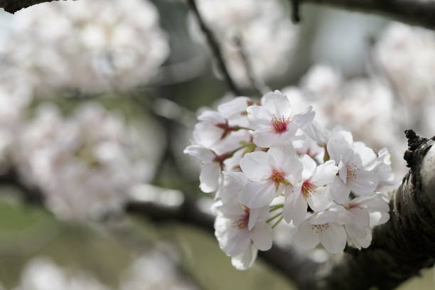 istock Cherry blossoms in full bloom in spring in Japan 1469373249