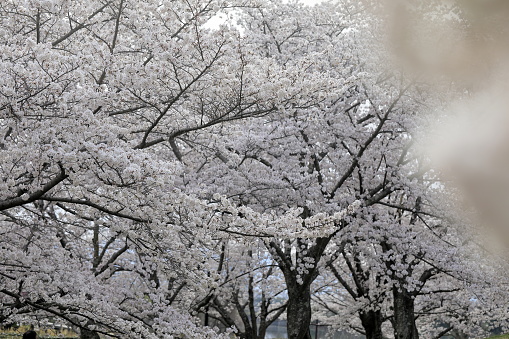 Full frame of blooming white and pink cherry sakura trees blossoms.