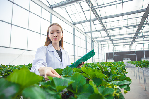 scientist working in indoor organic strawberry agriculture farm nursery plant species for medical research.