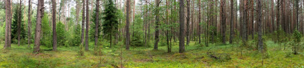 istock Landscape of Belarus - pine forest 1469377889
