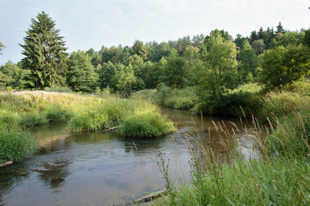 istock Nature of Belarus, summer landscape with a small river 1469377891