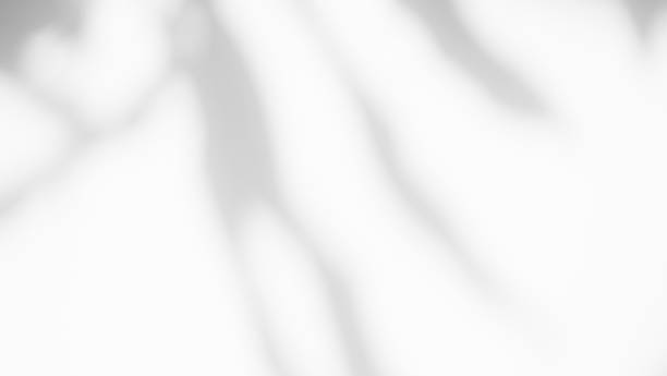 istock Plant Leaves Shadow Overlay on Grey Cement Background,Abstract Pattern Business Texture Nature Design,White Sun light on Construction Building House,Autumn Template Concrete Architecture 1469389703