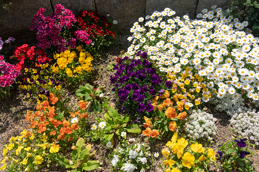 This close-up photograph captures the beauty of a colorful garden bed filled with pansies, dianthus, and other vibrant flowers. The bright hues and delicate petals make for a stunning display of nature's beauty.