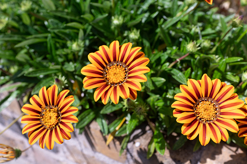 This photo showcases a close-up view of an orange Gazania New Day Red Stripe flower. The intricate details of the flower's petals, including its unique coloration and stripy pattern, make for an eye-catching and beautiful image that can be used to represent themes such as beauty, nature, and gardening.