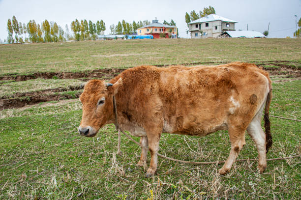 A cow near the earthquake crack
