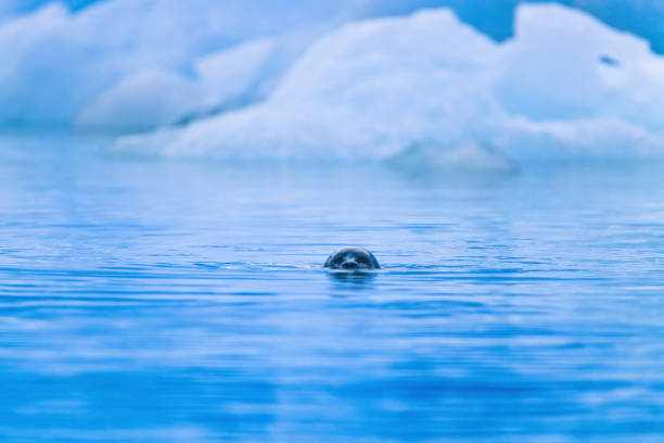 Curious seal in the water in the arctic