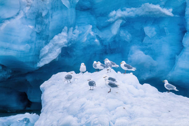 istock Flock of Glaucous gulls on the ice by a glacier 1469392290