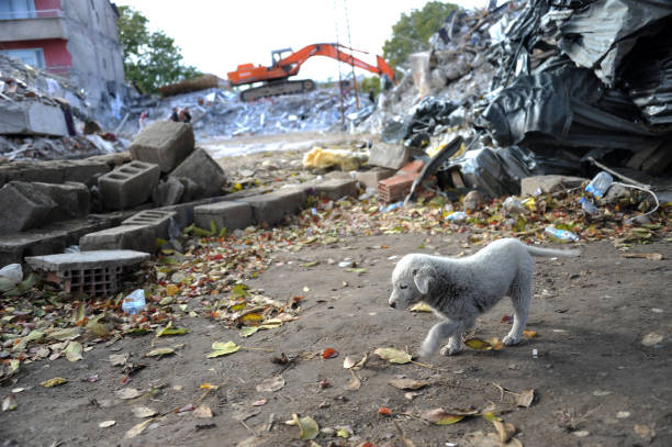A puppy alone in the earthquake area
