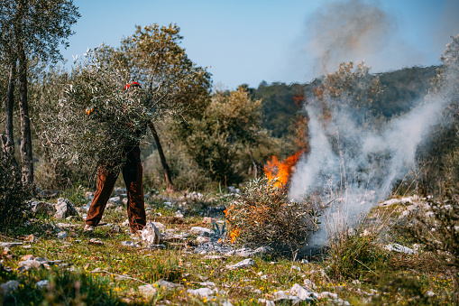 Farmer Who Burns the Branches of the Trees he Pruned